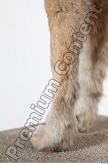 Wolf leg photo reference 0004